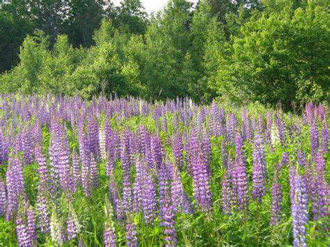 Lupin Flowers in Maine