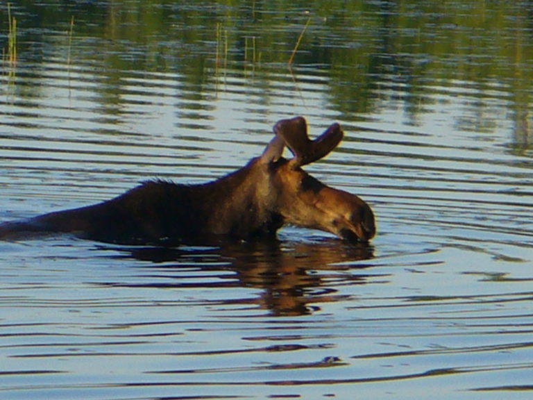 Moose In Maine