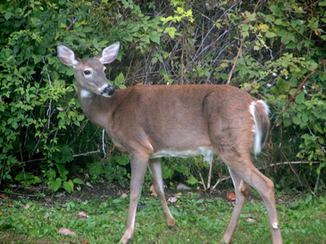 Deer in Maine